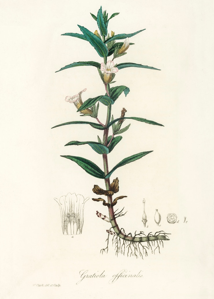 Bezpłatny plik Zdjęcie gratiola officinalis ilustracja z medical botany (1836)