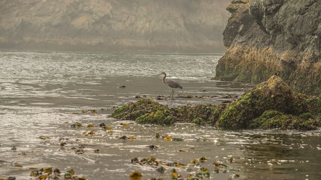 Great Blue Heron stojący samotnie rano wzdłuż linii brzegowej plaży