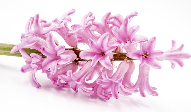 Grono różowe perłowe kwiaty hiacyntu