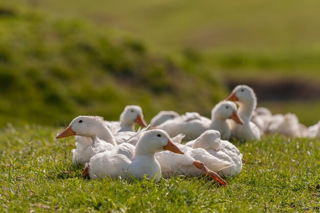 Grupa kaczek domowych odkryty z bliska.