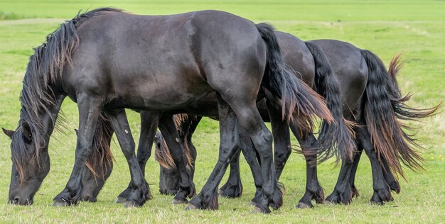 Grupa koni o tej samej postawie pasącej się, poruszających się synchronicznie po łące