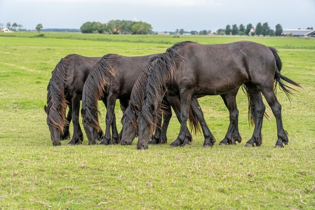 Grupa koni pasących się na łące o podobnej postawie stojącej