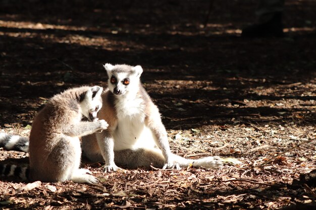 Grupa lemurów siedzi na błotnistej ziemi w środku lasu