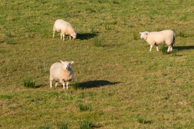 Grupa owiec na zielonej łące w Irlandii Północnej