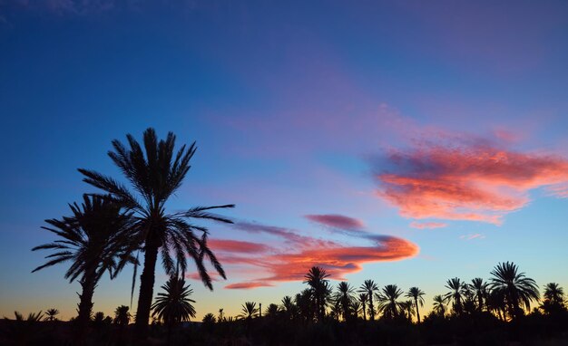 Grupa palm kalifornijskich o zachodzie słońca