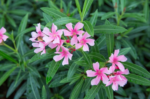 Grupa pink oleander lub nerium w ogrodzie, skupić się selektywnie.