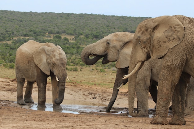 Grupa słoni bawiąca się wokół małego jeziora pośrodku dżungli