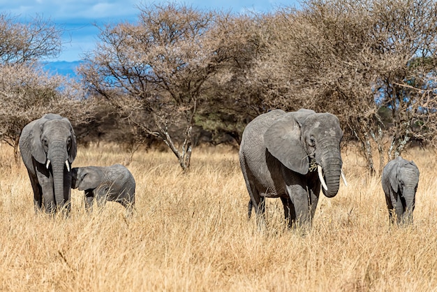 Grupa Słoni Chodzących Po Suchej Trawie Na Pustyni