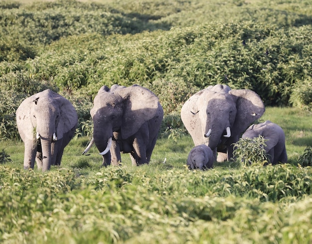 Grupa Słoni W Parku Narodowym Amboseli, Kenia, Afryka