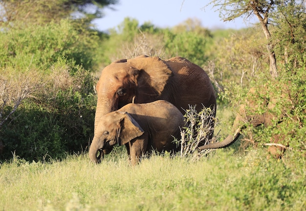 Grupa słoni w parku narodowym Tsavo East, Kenia, Afryka