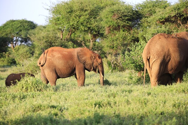 Grupa słoni w parku narodowym Tsavo East, Kenia, Afryka