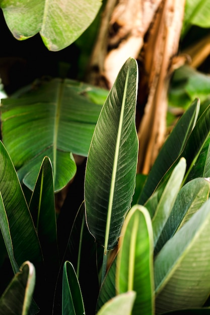 Grupa tropikalnych zielonych liści