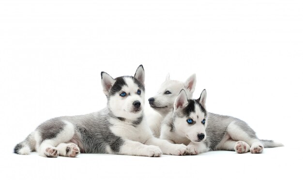 Grupa urocze szczenięta husky leżące na białym tle na biały lato.