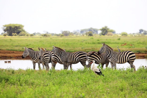 Grupa zebry i bocian biały w Parku Narodowym Tsavo East, Kenia, Afryka