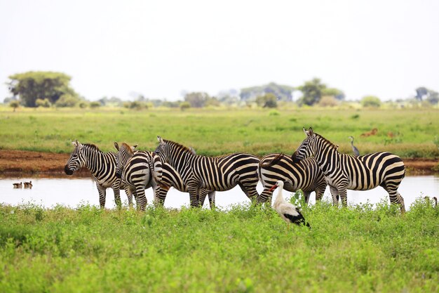 Grupa zebry i bocian biały w Parku Narodowym Tsavo East, Kenia, Afryka