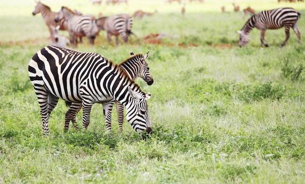 Bezpłatne zdjęcie grupa zebry pasące się w parku narodowym tsavo east, kenia, afryka