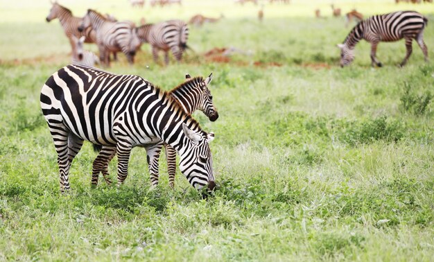 Grupa zebry pasące się w parku narodowym Tsavo East, Kenia, Afryka