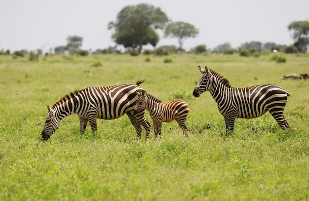 Grupa zebry pasące się w parku narodowym Tsavo East, Kenia, Afryka