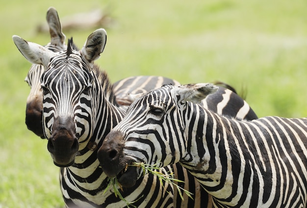 Grupa zebry pasące się w parku narodowym Tsavo East, Kenia, Afryka