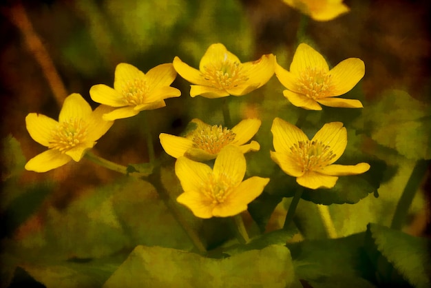 grupa żółtych zimowych kwiatów tojadu