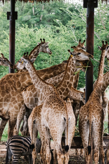 Bezpłatne zdjęcie grupa żyrafy w odkrytym zoo