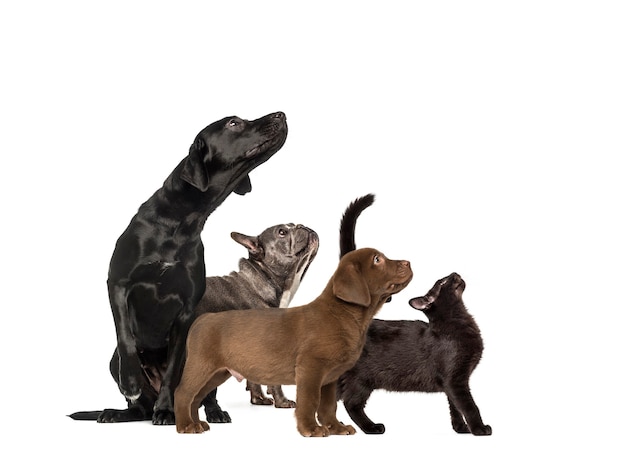 Grupy psów, szczeniak labrador retriever, labrador retriever, mieszaniec czarny kot, buldog francuski, przed białym tłem