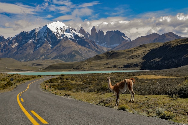 Guanako (lama Guanicoe) W Parku Narodowym Torres Del Paine