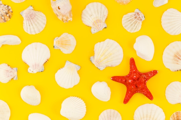 Bezpłatne zdjęcie gwiazda morza z wieloma muszlami na stole