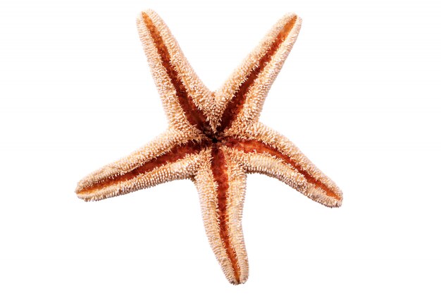 Gwiazdowy rybi seastar odizolowywający na białym tle