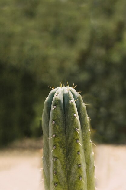 Gwożdżący cierń nad saguaro kaktusa rośliną