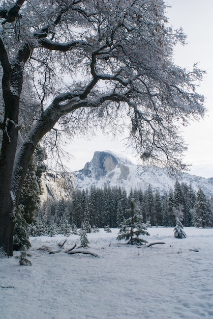 Bezpłatne zdjęcie half dome i zaśnieżone drzewo z stoneman meadow