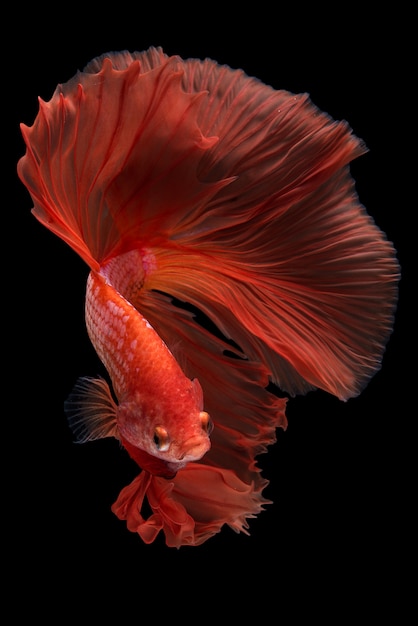 Bezpłatne zdjęcie halfmoon betta fish