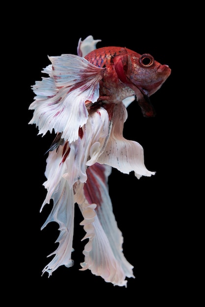 Bezpłatne zdjęcie halfmoon betta fish