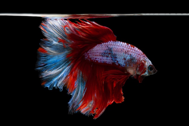 Halfmoon Betta Fish