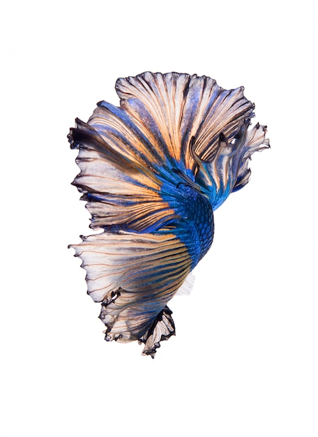 Halfmoon Fancy Betta Fish