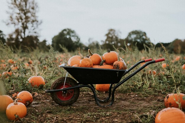 Halloweenowe dynie w ciemnym jesiennym nastroju taczki