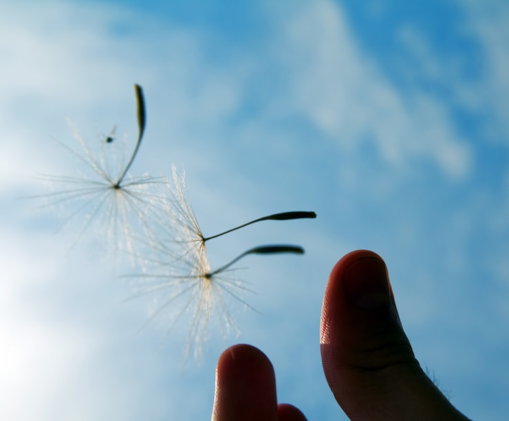 Bezpłatny plik Zdjęcie hand gospodarstwa dandelion