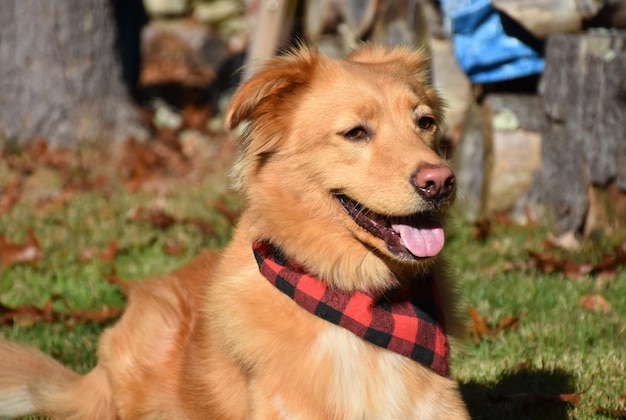 Bezpłatne zdjęcie happy duck tolling retriver pies leżący w trawie