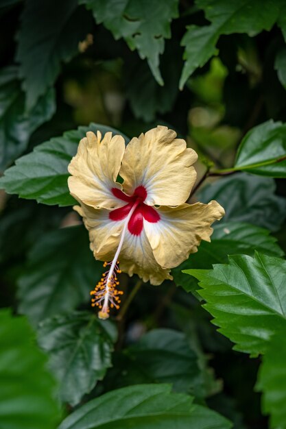 Hawajski hibiskus po środku lasu