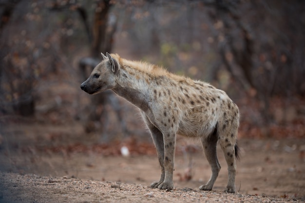 Hiena cętkowana stojąca na ziemi gotowa do polowania na zdobycz
