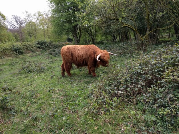 Highland Cow w Yorkshire