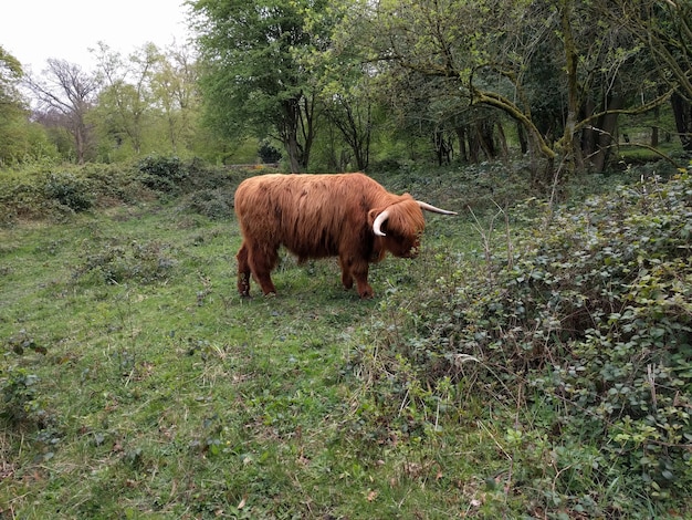 Highland Cow w Yorkshire