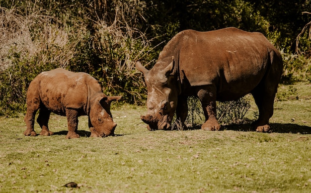 Bezpłatne zdjęcie hipnotyzujące ujęcie nosorożców na zielonej trawie w ciągu dnia