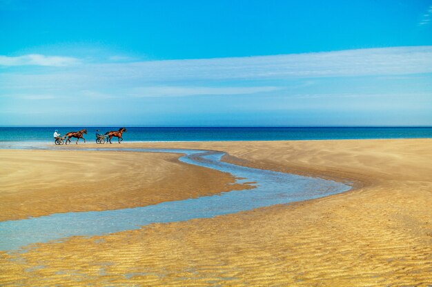 Hipnotyzujący obraz koni z rydwanami na złotym piasku na tle pięknego oceanu
