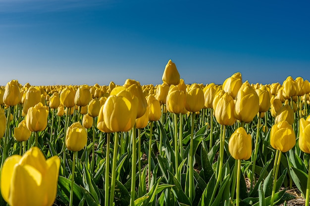 Hipnotyzujący obraz żółtego pola tulipanów w słońcu