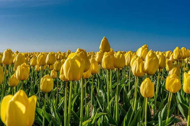 Hipnotyzujący obraz żółtego pola tulipanów w słońcu