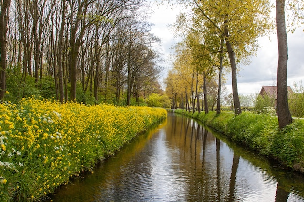 Hipnotyzujący widok na rzekę otoczoną żółtymi kwiatami i wysokimi drzewami na holenderskiej wsi