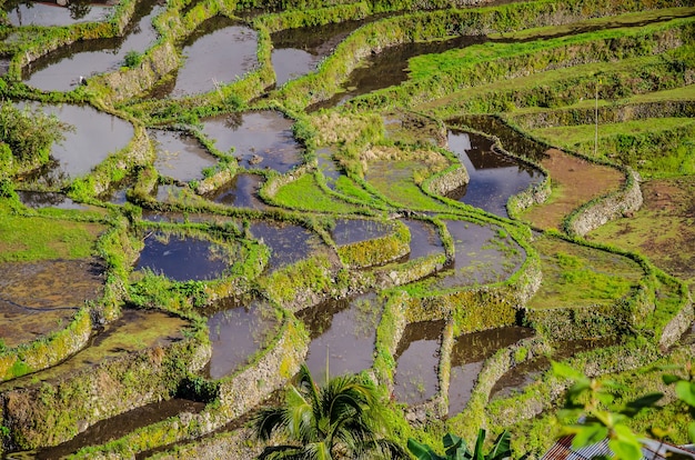 Bezpłatne zdjęcie hipnotyzujący widok na tarasy ryżowe batad