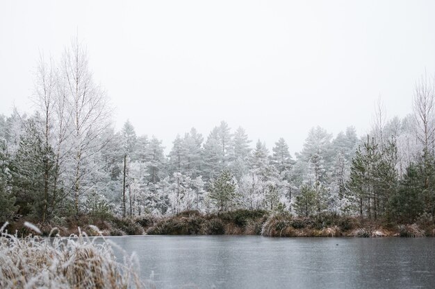 Hipnotyzujący widok na zimowy las z sosnami pokrytymi szronem w mglisty dzień w Norwegii