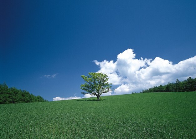 Hipnotyzujący widok samotnego drzewa na zielonych polach pod błękitnym niebem
